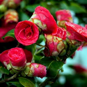 Bouquet de fleurs rouges - Belgique  - collection de photos clin d'oeil, catégorie plantes